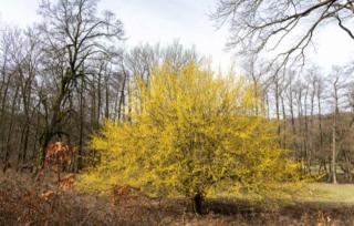 cornus mas