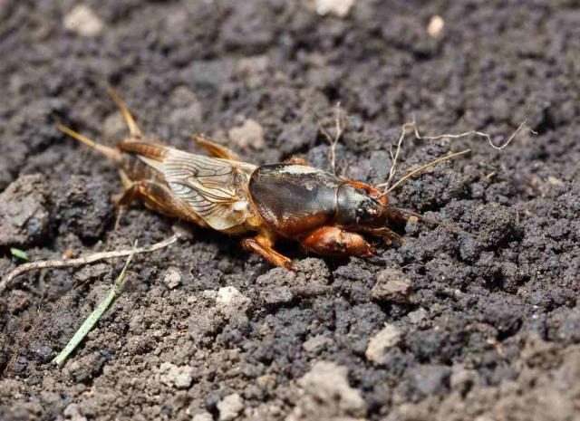 La Courtili re Identification Et Lutte Au Jardin la-courtili-re-identification-et-lutte-au-jardin