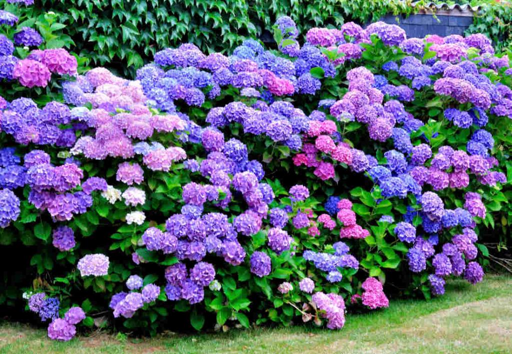 Hortensia : plantation, entretien et floraison au jardin