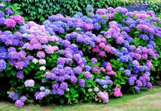 hortensia plante