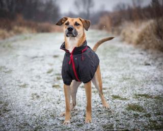 manteau chien et froid