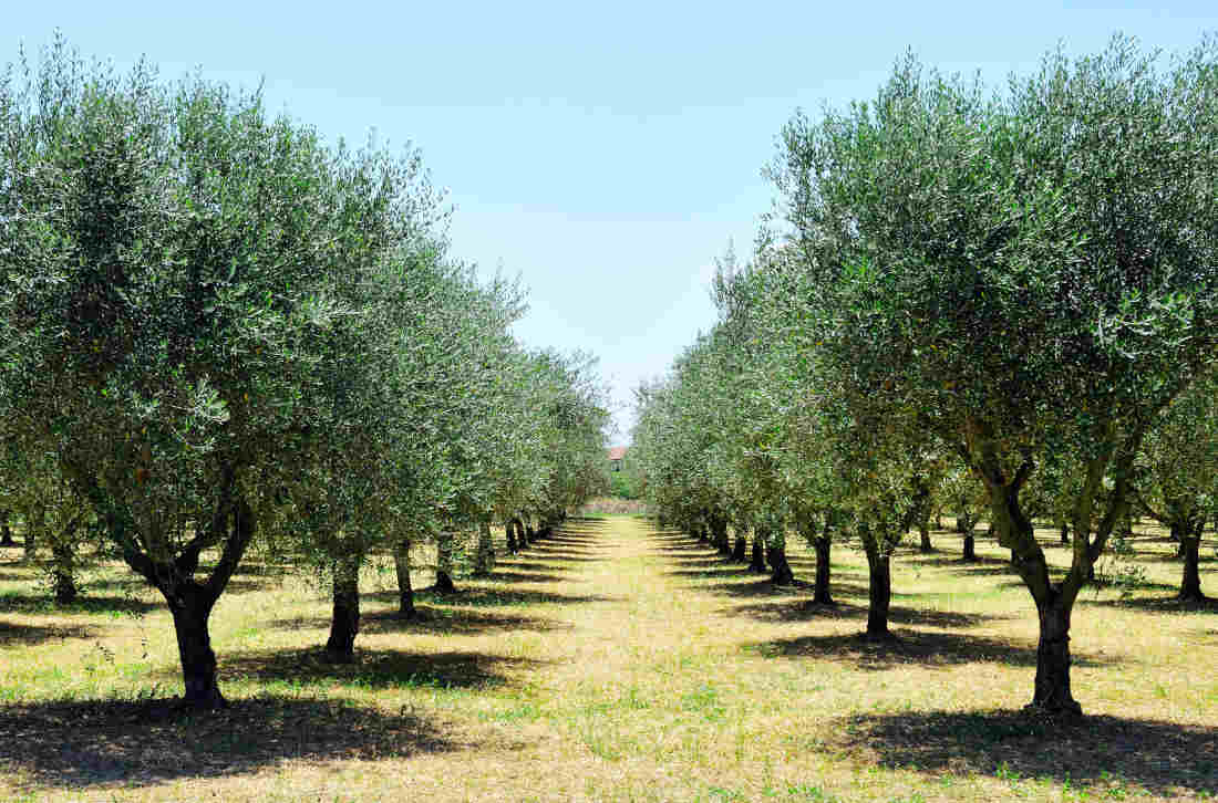 olivier olives