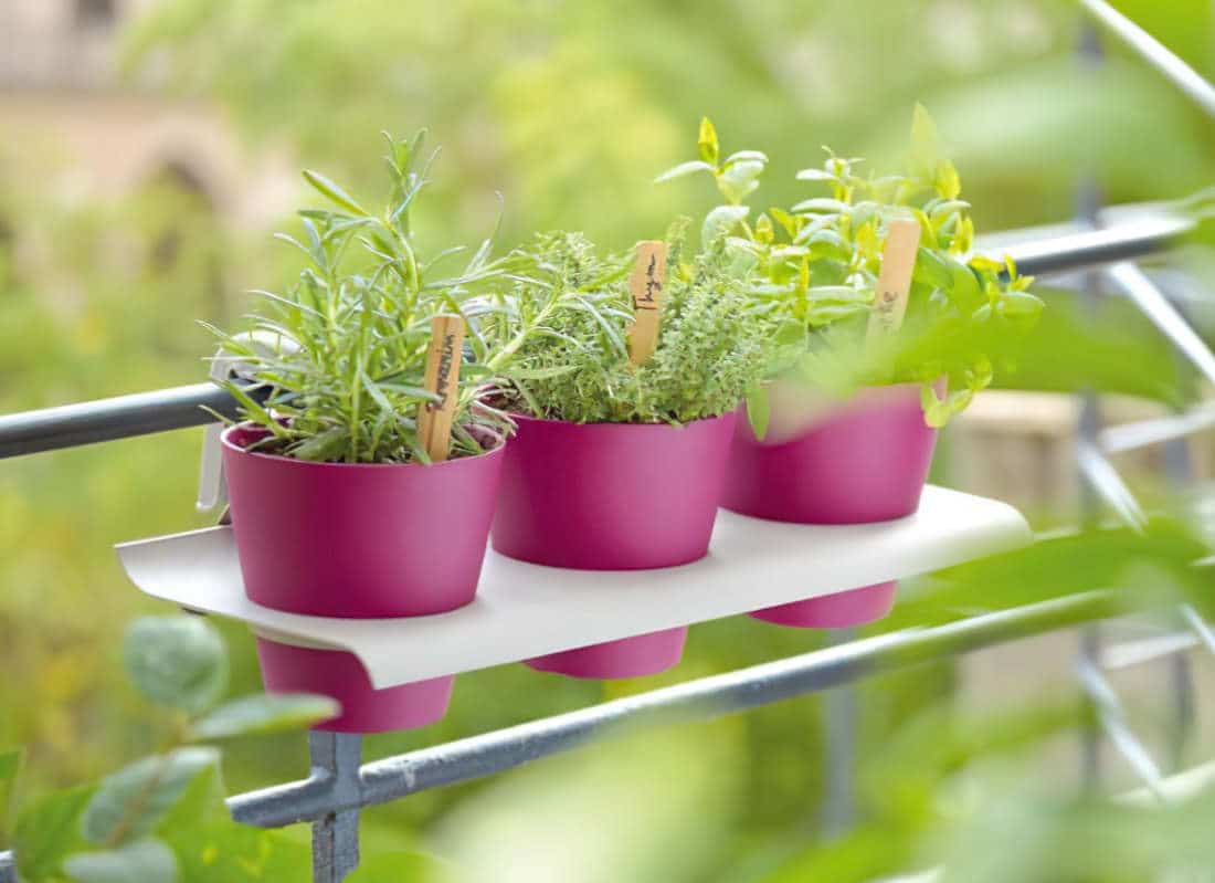 Plantes et herbes aromatiques : conseils de culture et entretien