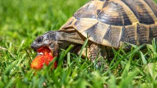 tortue hermann alimentation