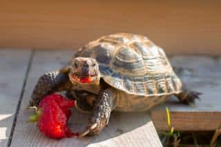 tortue hermann alimentation fruits légumes