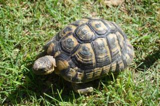 tortue Hermann condition de détention