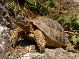 Tortue d'Hermann poids taille