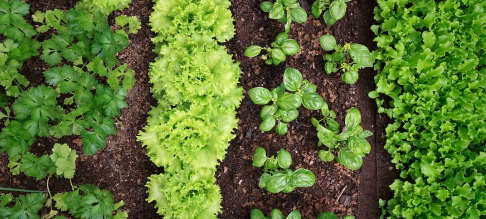 Bonne association legume potager