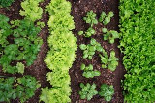 Bonne association legume potager