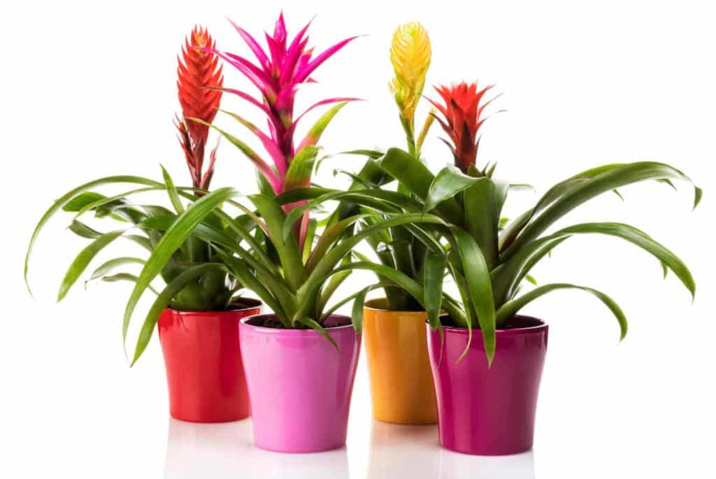 Bromelia