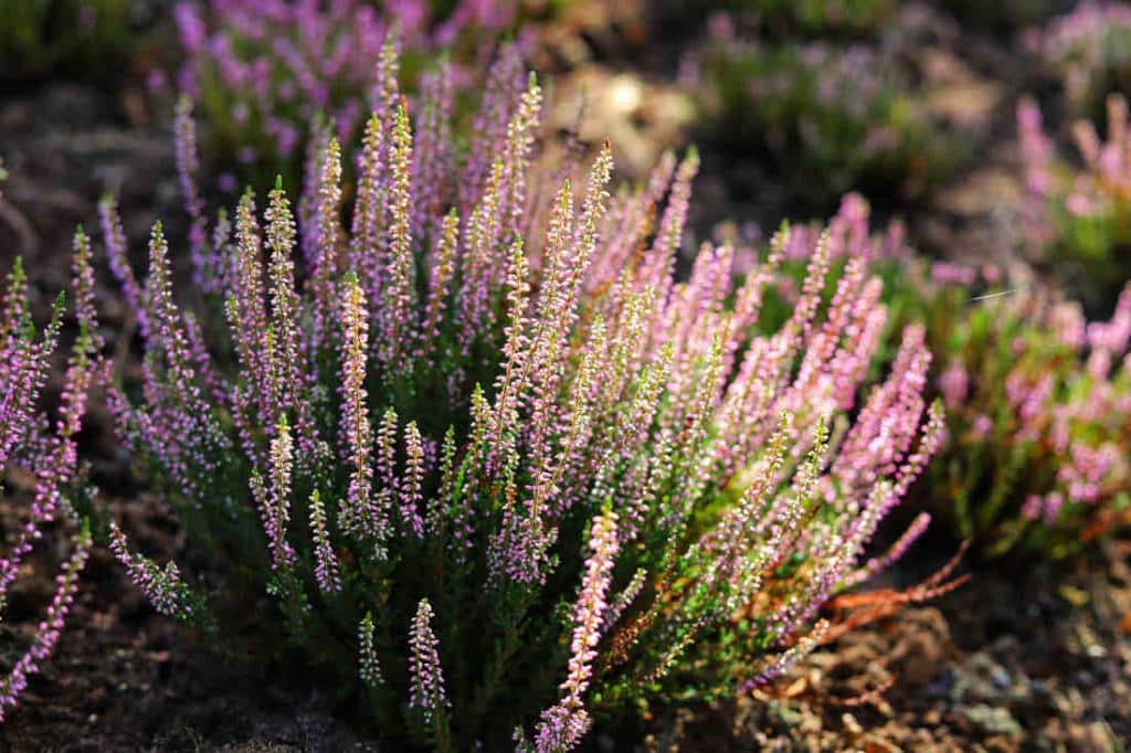 Calluna vulgaris - bruyère d'été