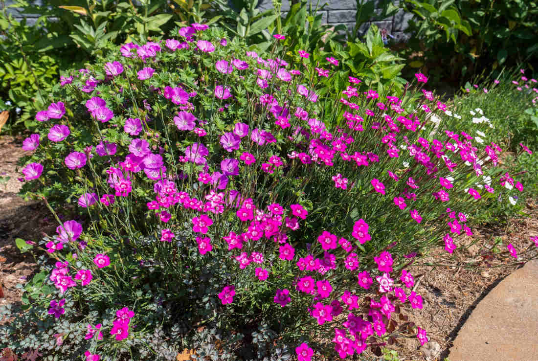 Dianthus deltoïdes - oeillet à delta