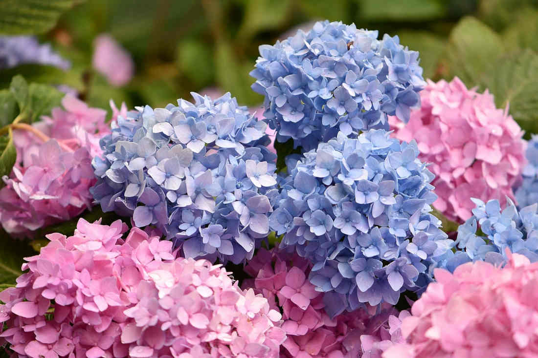 Hortensia bleu et rose en fleur