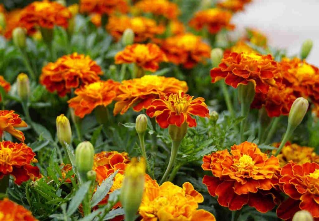 Oeillet d'Inde - tagetes