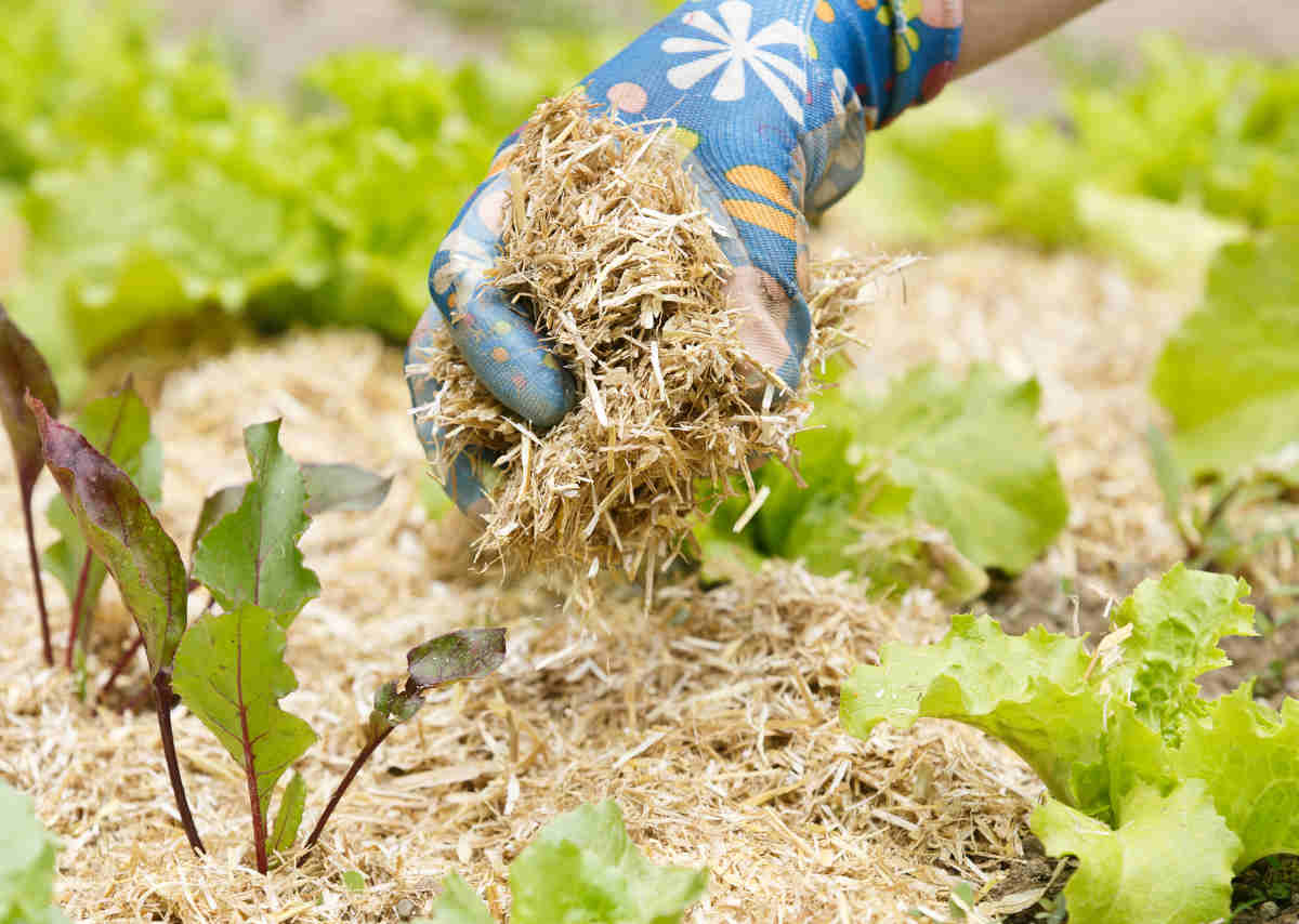 Meilleur Paillage potager