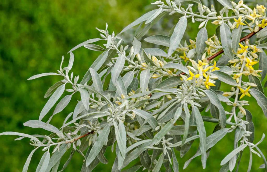 Saule blanc - salix alba