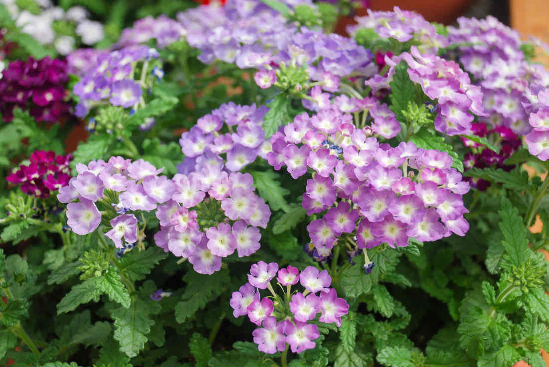 Verveine des jardins - Verbena hybrida