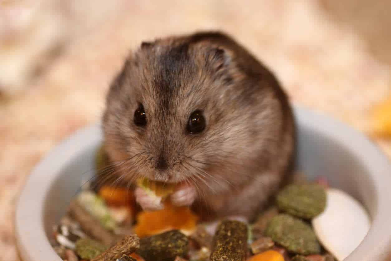 alimentation hamster russe