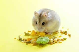 alimentation hamster russe graines