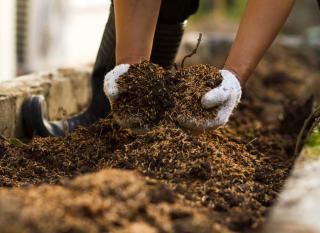 faim d'azote apport compost mûr 