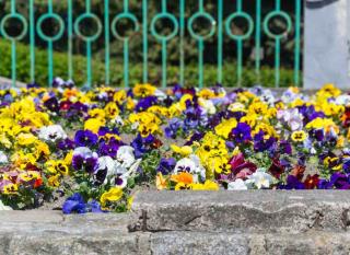 cimetières fleurs annuelles bisannuelles