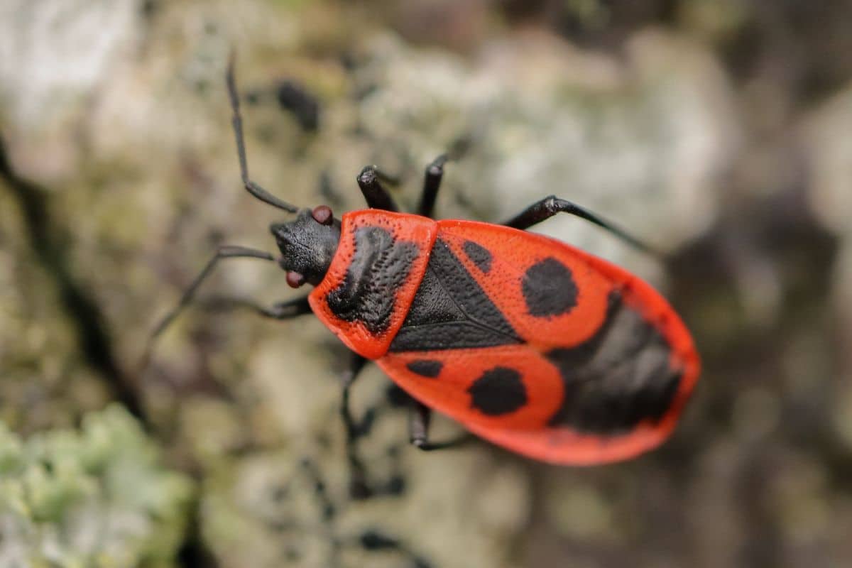 gendarme insecte pyrrhocoris apterus