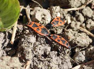 gendarme pyrrhocoris apterus accouplement