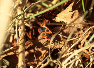 gendarme insecte auxiliaire jardin