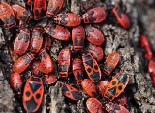 gendarme pyrrhocoris apterus regroupement