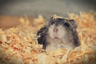 hamster russe taille poids