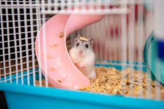 hamster russe caractère comportement