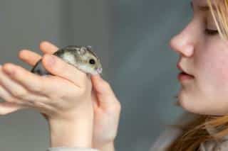 hamster russe enfant