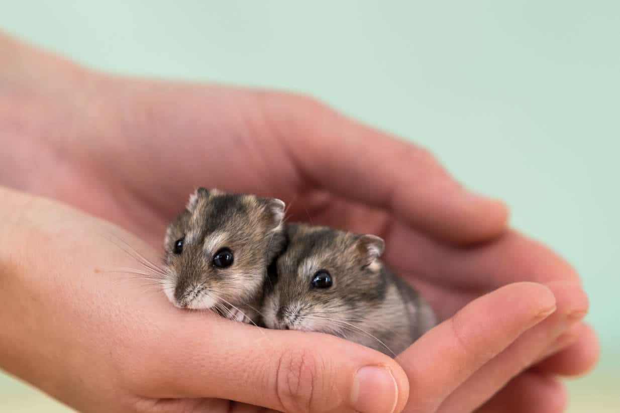 Hamster russe