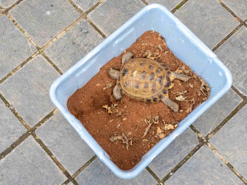 Hibernation de la tortue d'Hermann