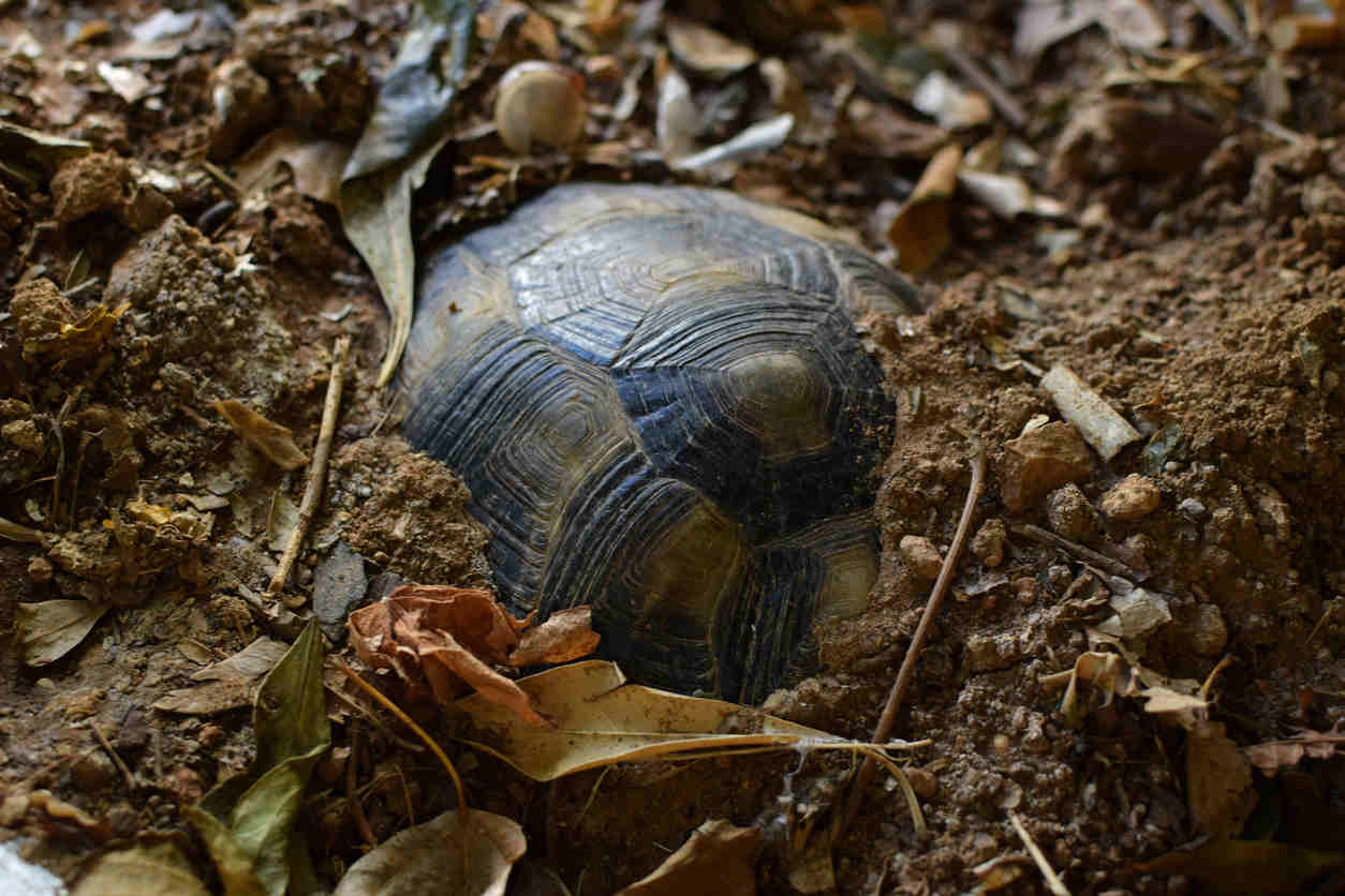 hibernation tortue hermann