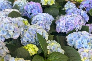 hortensia bleu