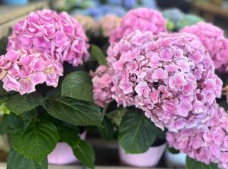 hortensia en interieur