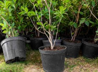 rhododendron plantation planter