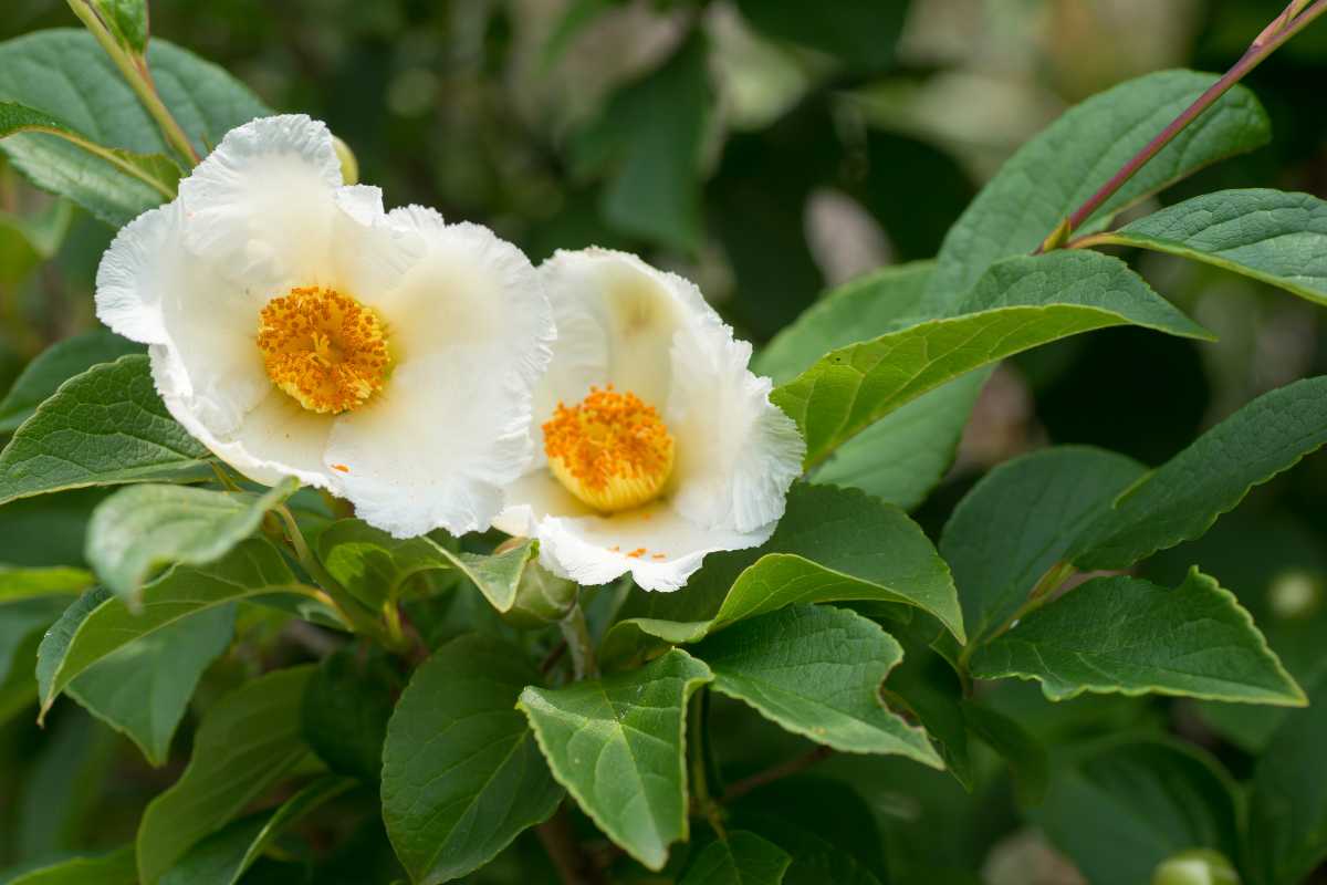 Stewartia, faux-camélia