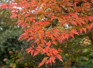 stewartia faux-camélia feuillage automnal