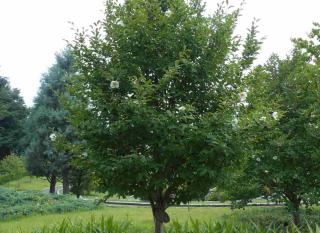 stewartia faux-camélia plantation