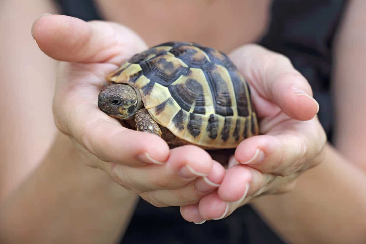 tortue hermann maladies