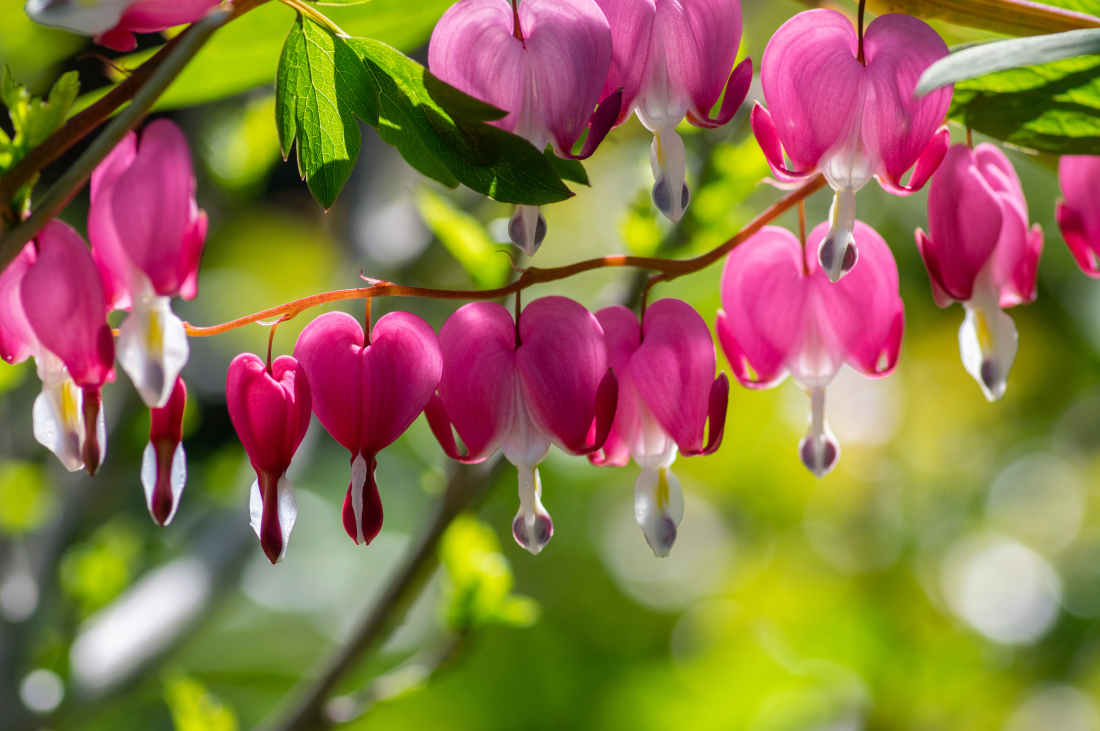 Coeur de Marie - Dicentra spectabilis