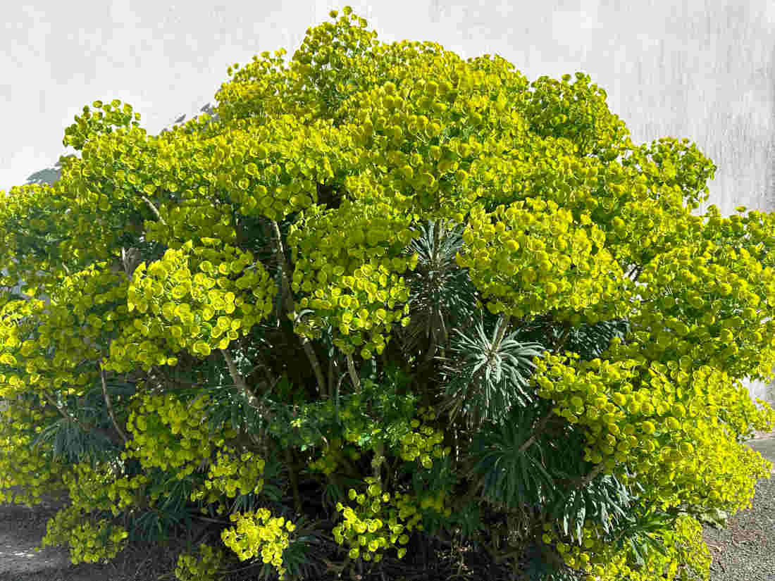 Euphorbe - euphorbia