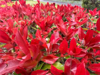 Photinia Red Robin