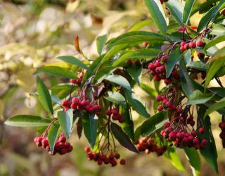 Photinia davidiana