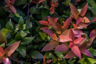 Photinia glabra robin