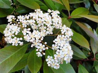 Photinia serratifolia