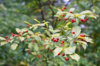 Photinia villosa