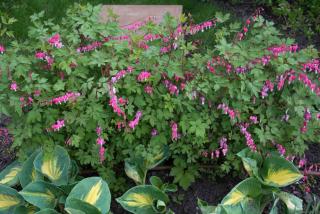 Plantation Coeur de Marie - Dicentra spectabilis